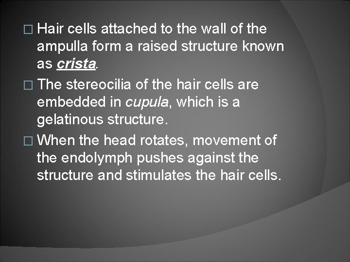� Hair cells attached to the wall of the ampulla form a raised structure