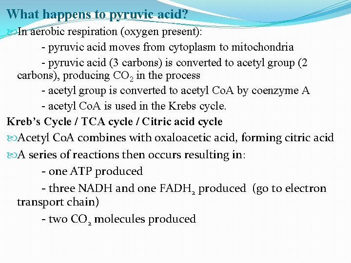 What happens to pyruvic acid? In aerobic respiration (oxygen present): - pyruvic acid moves