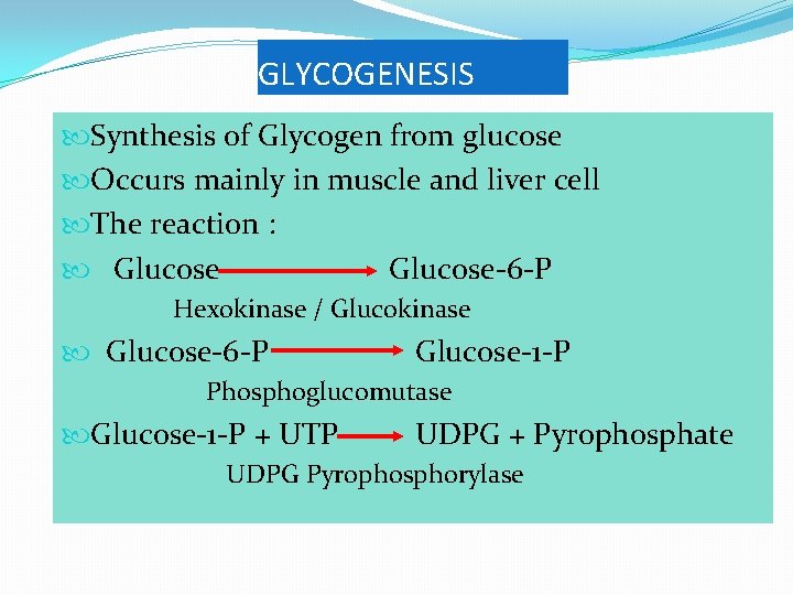 GLYCOGENESIS Synthesis of Glycogen from glucose Occurs mainly in muscle and liver cell The