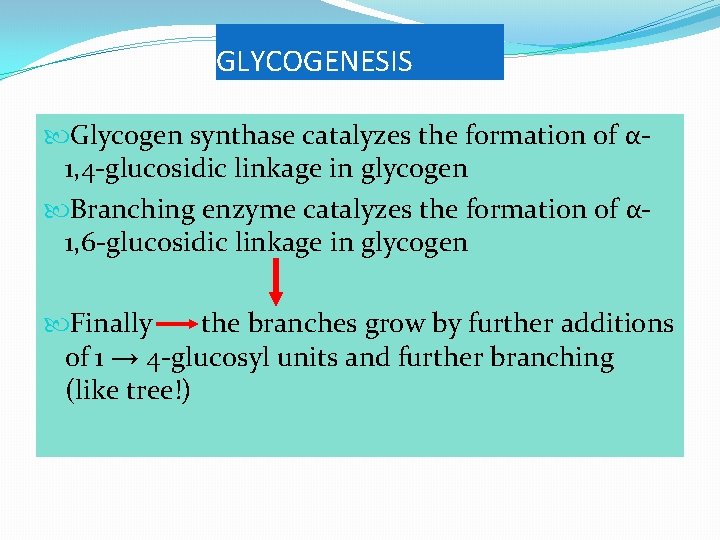 GLYCOGENESIS Glycogen synthase catalyzes the formation of α 1, 4 -glucosidic linkage in glycogen