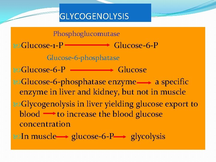 GLYCOGENOLYSIS Phosphoglucomutase Glucose-1 -P Glucose-6 -phosphatase Glucose-6 -P Glucose-6 -phosphatase enzyme a specific enzyme