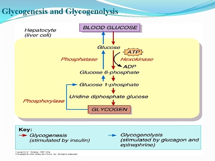 Glycogenesis and Glycogenolysis 