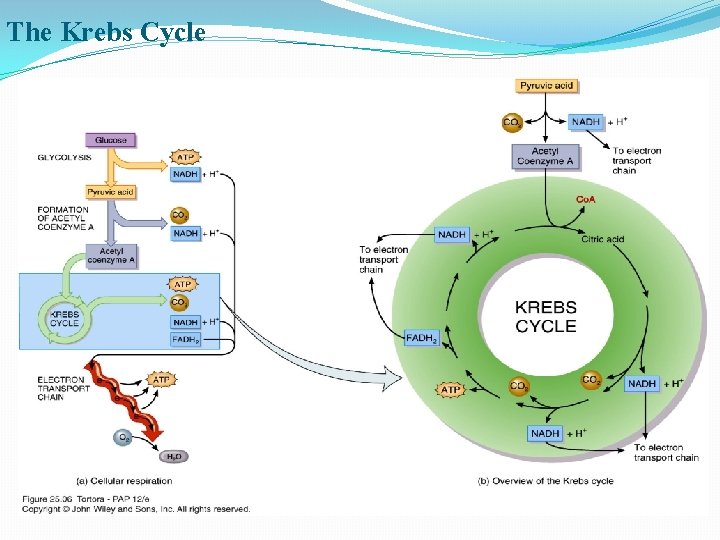 The Krebs Cycle 