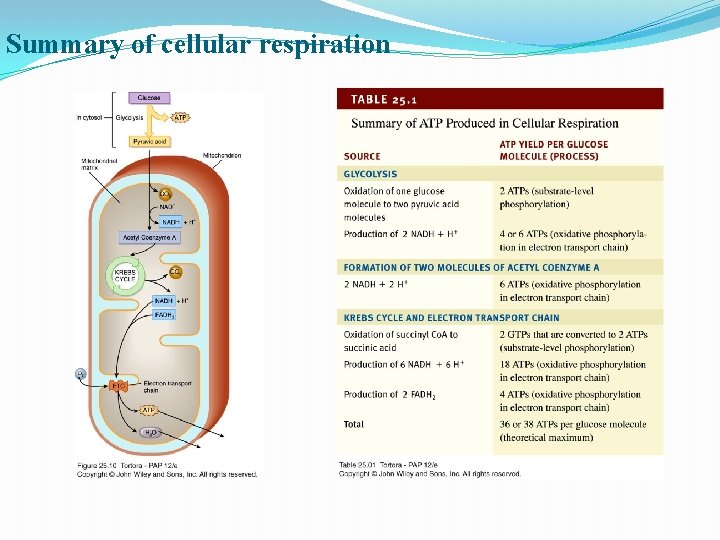 Summary of cellular respiration 