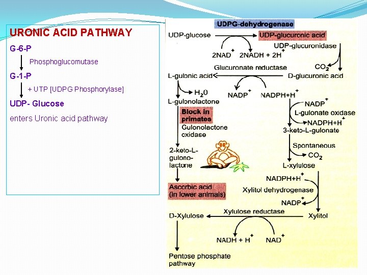 URONIC ACID PATHWAY G-6 -P Phosphoglucomutase G-1 -P + UTP [UDPG Phosphorylase] UDP- Glucose