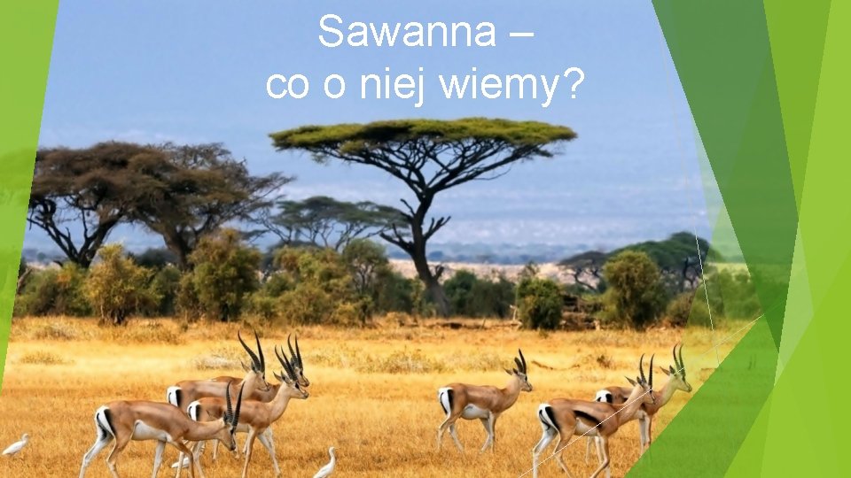 Sawanna – co o niej wiemy? 