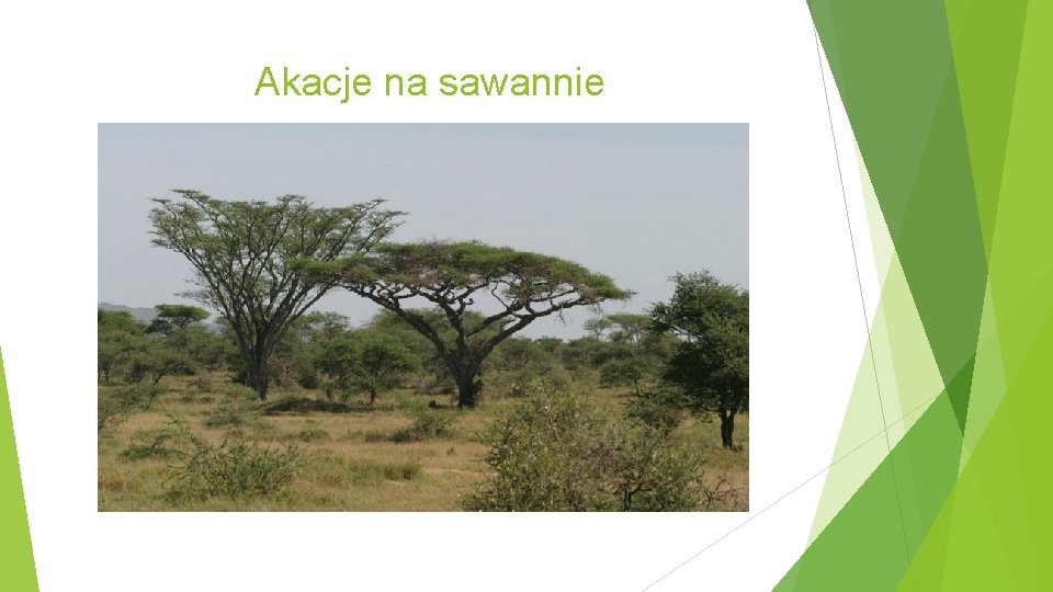 Akacje na sawannie 