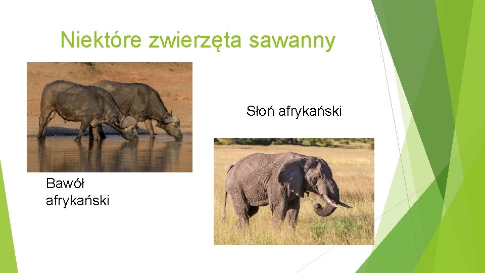 Niektóre zwierzęta sawanny Słoń afrykański Bawół afrykański 