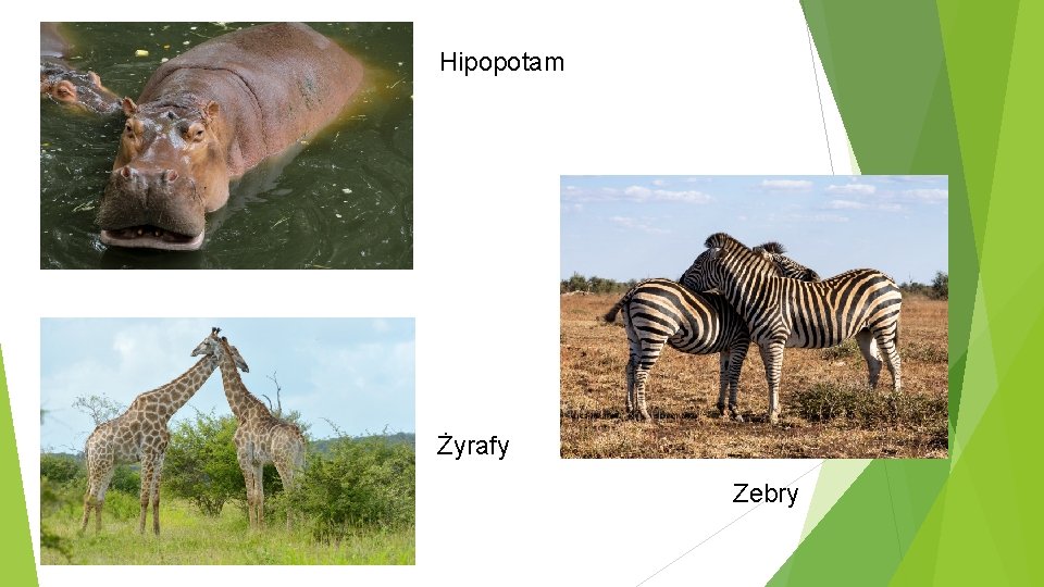 Hipopotam Żyrafy Zebry 