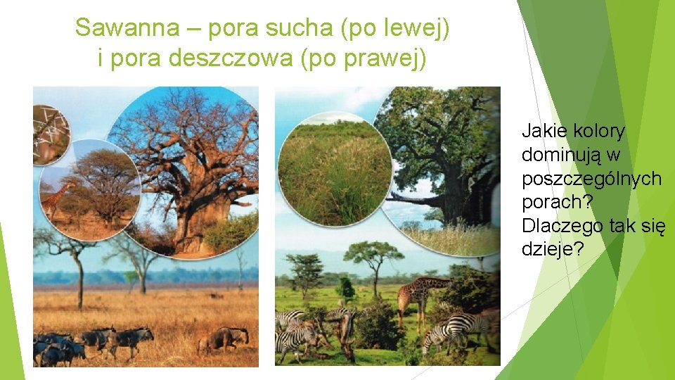 Sawanna – pora sucha (po lewej) i pora deszczowa (po prawej) Jakie kolory dominują