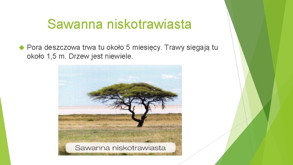 Sawanna niskotrawiasta Pora deszczowa trwa tu około 5 miesięcy. Trawy sięgają tu około 1,