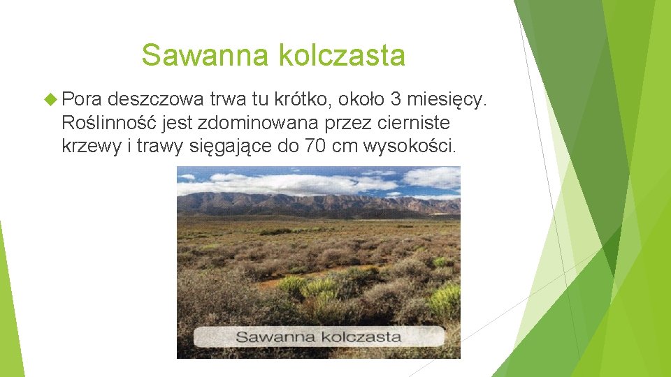 Sawanna kolczasta Pora deszczowa trwa tu krótko, około 3 miesięcy. Roślinność jest zdominowana przez