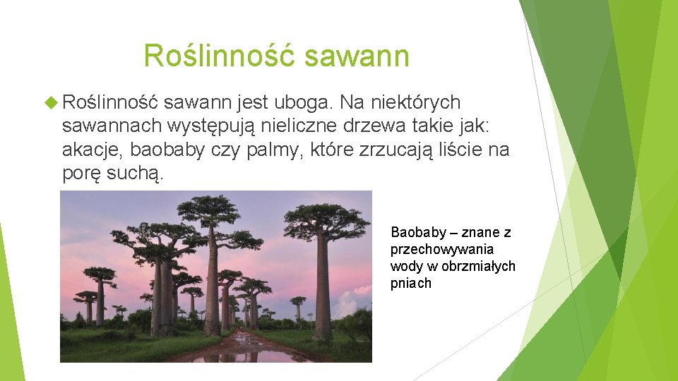Roślinność sawann jest uboga. Na niektórych sawannach występują nieliczne drzewa takie jak: akacje, baobaby