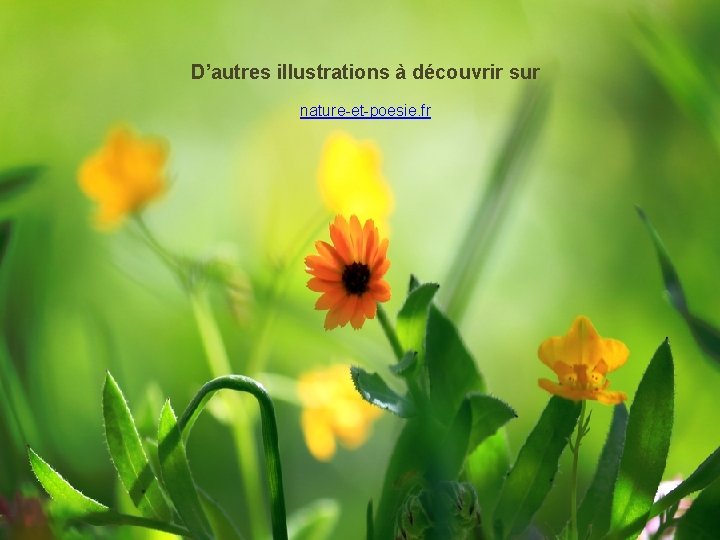 D’autres illustrations à découvrir sur nature-et-poesie. fr 