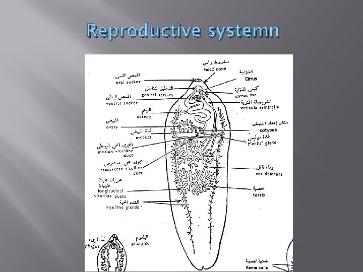 Reproductive systemn 
