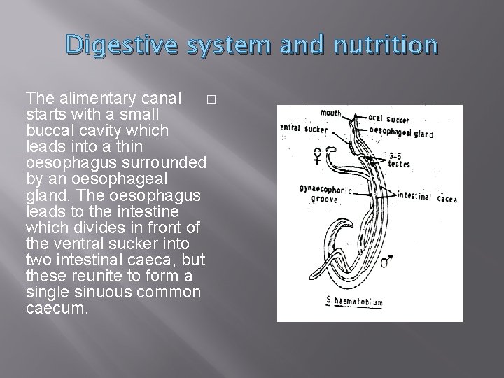 Digestive system and nutrition The alimentary canal � starts with a small buccal cavity