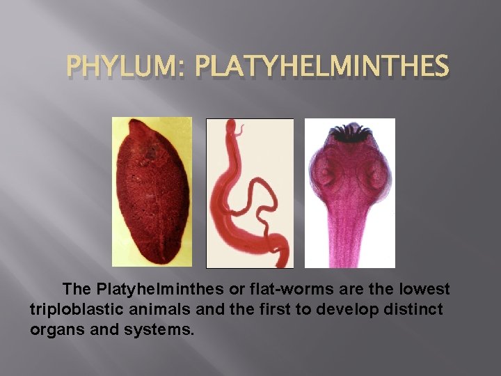 PHYLUM: PLATYHELMINTHES The Platyhelminthes or flat-worms are the lowest triploblastic animals and the first
