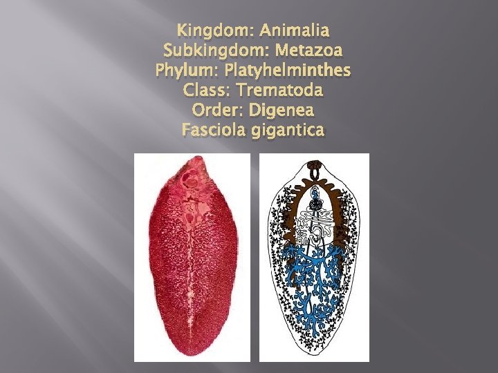 Kingdom: Animalia Subkingdom: Metazoa Phylum: Platyhelminthes Class: Trematoda Order: Digenea Fasciola gigantica 