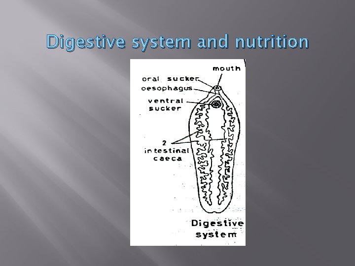 Digestive system and nutrition 