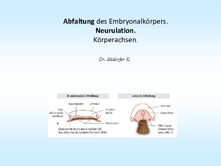 Abfaltung des Embryonalkörpers. Neurulation. Körperachsen. Dr. Altdorfer K. 