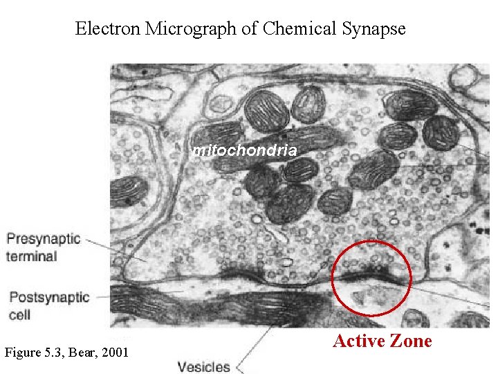 Electron Micrograph of Chemical Synapse mitochondria Figure 5. 3, Bear, 2001 Active Zone 
