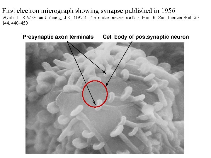 First electron micrograph showing synapse published in 1956 Wyckoff, R. W. G. and Young,