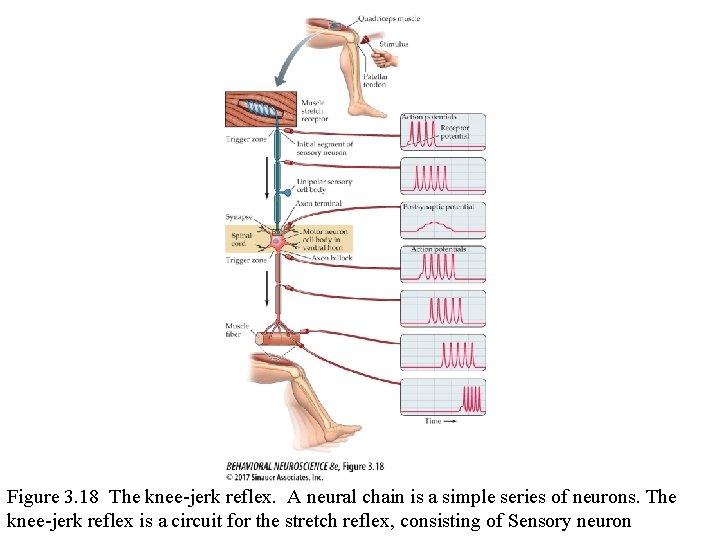 Figure 3. 18 The knee-jerk reflex. A neural chain is a simple series of