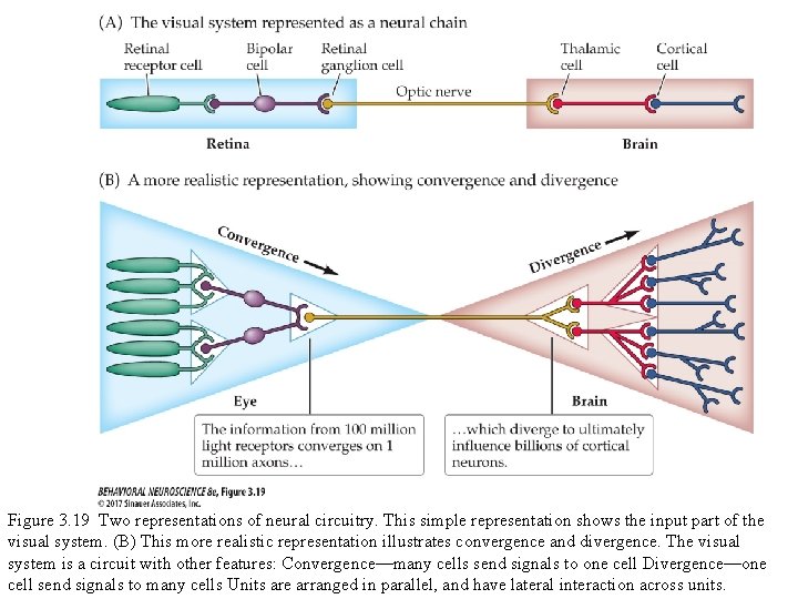 Figure 3. 19 Two representations of neural circuitry. This simple representation shows the input