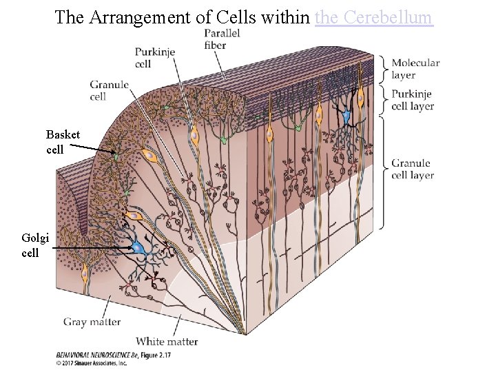 The Arrangement of Cells within the Cerebellum Basket cell Golgi cell 