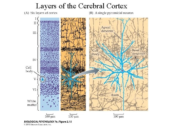 Layers of the Cerebral Cortex 