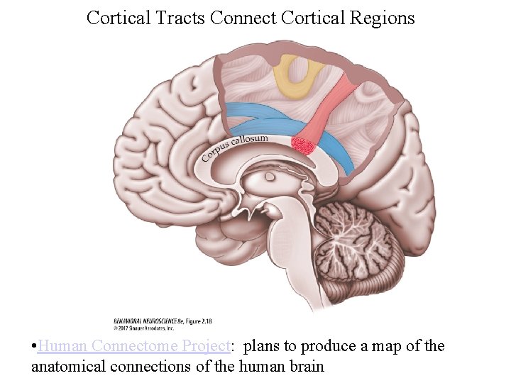 Cortical Tracts Connect Cortical Regions • Human Connectome Project: plans to produce a map