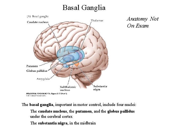 Basal Ganglia Anatomy Not On Exam The basal ganglia, important in motor control, include