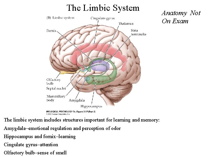 The Limbic System The limbic system includes structures important for learning and memory: Amygdala–emotional