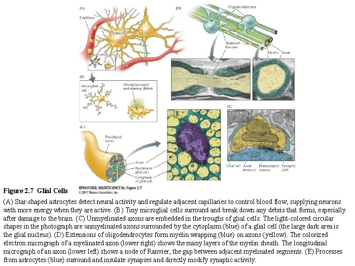 Figure 2. 7 Glial Cells (A) Star-shaped astrocytes detect neural activity and regulate adjacent