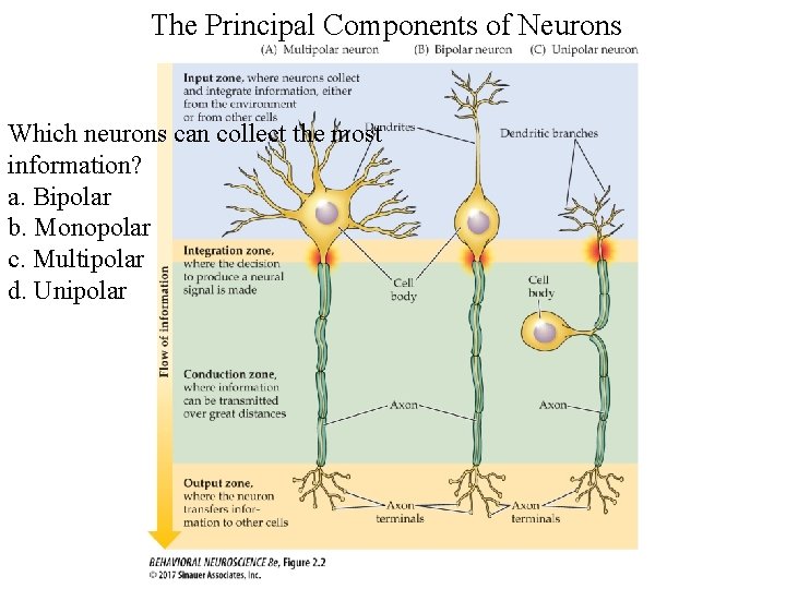 The Principal Components of Neurons Which neurons can collect the most information? a. Bipolar