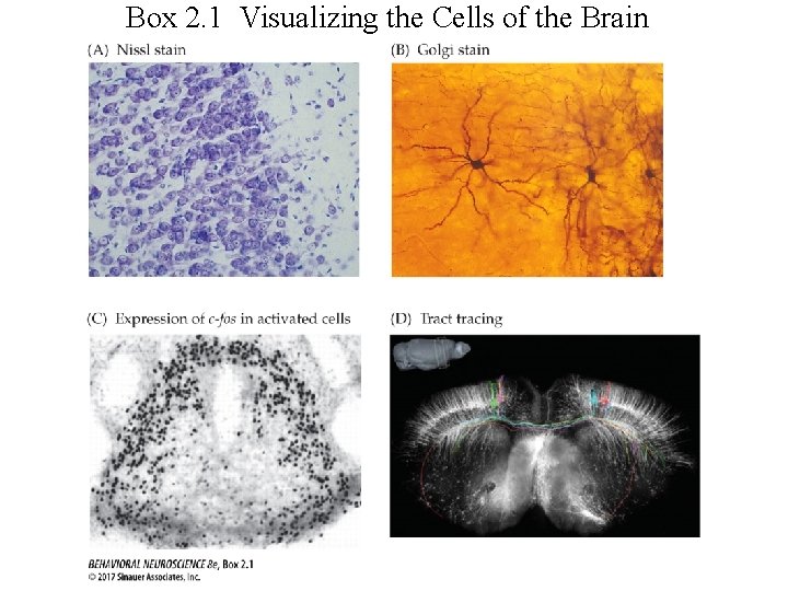 Box 2. 1 Visualizing the Cells of the Brain 