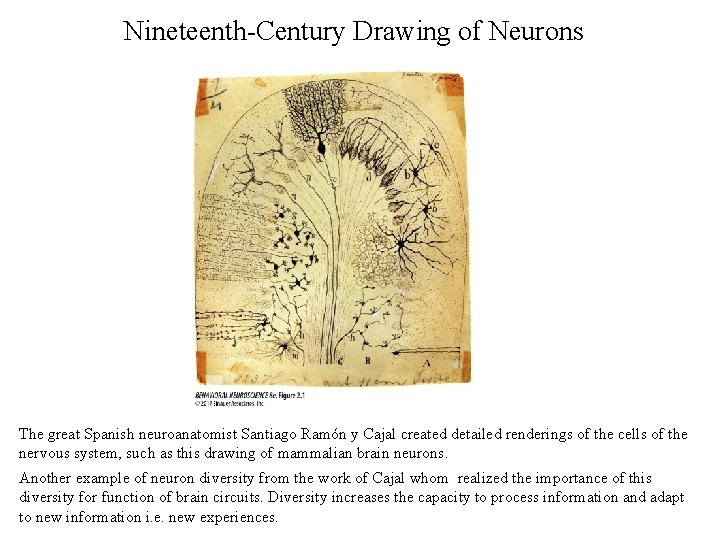 Nineteenth-Century Drawing of Neurons The great Spanish neuroanatomist Santiago Ramón y Cajal created detailed