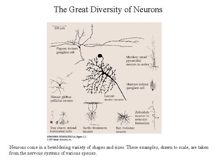 The Great Diversity of Neurons come in a bewildering variety of shapes and sizes.