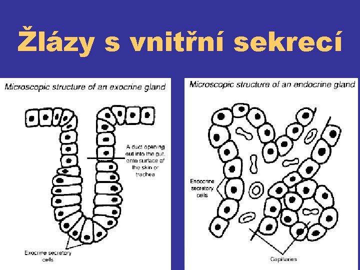 Žlázy s vnitřní sekrecí 