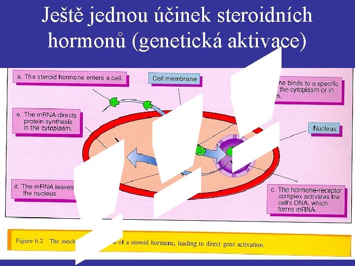 Ještě jednou účinek steroidních hormonů (genetická aktivace) 