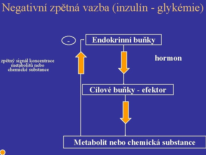 Negativní zpětná vazba (inzulín - glykémie) zpětný signál koncentrace metabolitů nebo chemické substance Endokrinní