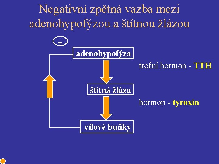 Negativní zpětná vazba mezi adenohypofýzou a štítnou žlázou adenohypofýza trofní hormon - TTH štítná