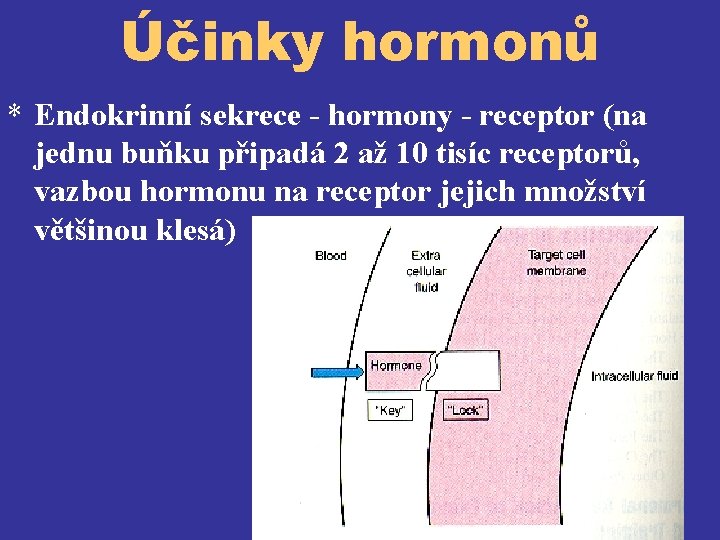 Účinky hormonů * Endokrinní sekrece - hormony - receptor (na jednu buňku připadá 2