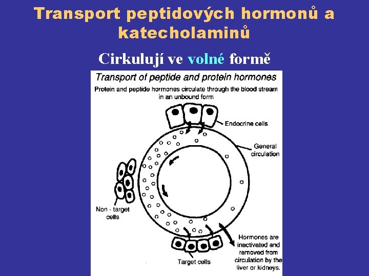 Transport peptidových hormonů a katecholaminů Cirkulují ve volné formě 