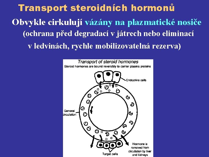 Transport steroidních hormonů Obvykle cirkulují vázány na plazmatické nosiče (ochrana před degradací v játrech