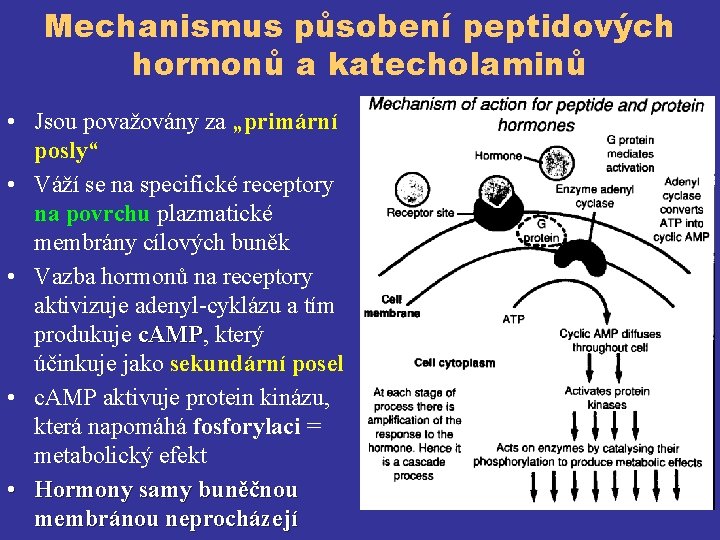 Mechanismus působení peptidových hormonů a katecholaminů • Jsou považovány za „primární posly“ • Váží