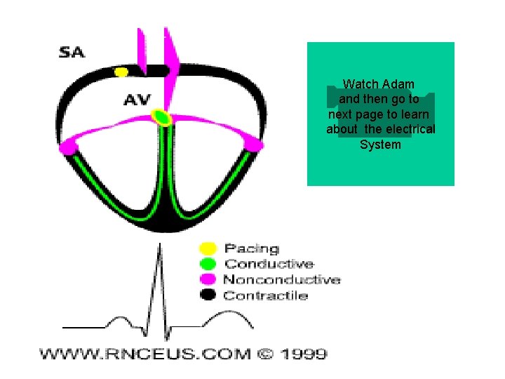 Watch Adam and then go to next page to learn about the electrical System