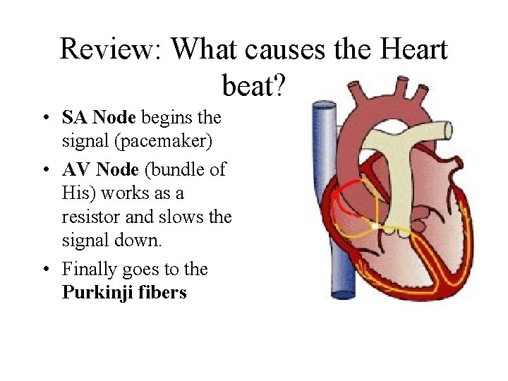 Review: What causes the Heart beat? • SA Node begins the signal (pacemaker) •