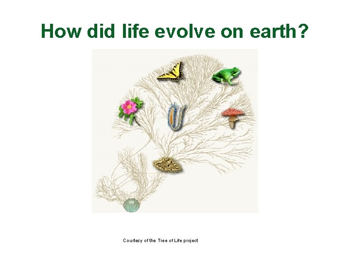 How did life evolve on earth? Courtesy of the Tree of Life project 