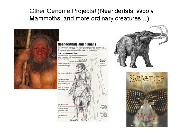 Other Genome Projects! (Neandertals, Wooly Mammoths, and more ordinary creatures…) 